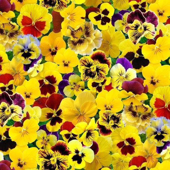 Lovely Pansies Yellow