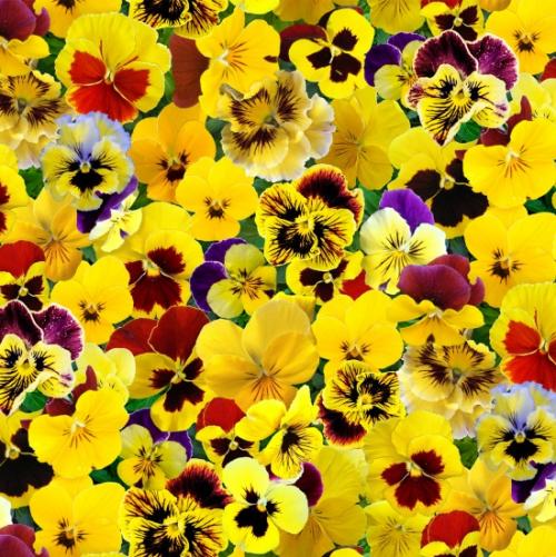 Lovely Pansies Yellow