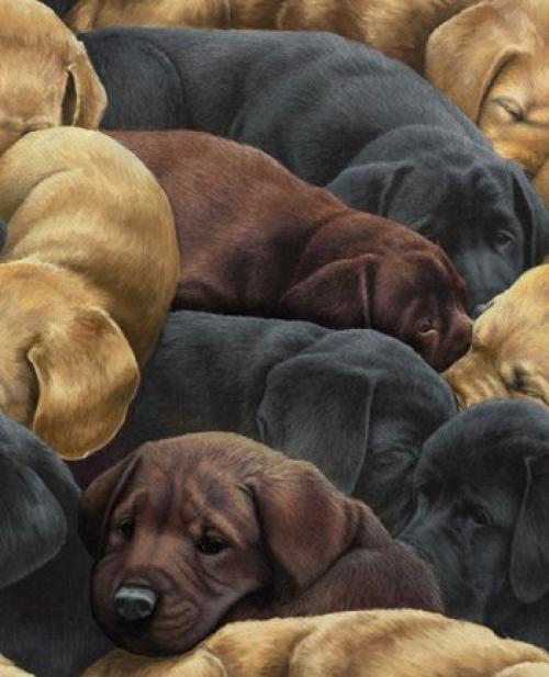 For the Love of Labs Brown