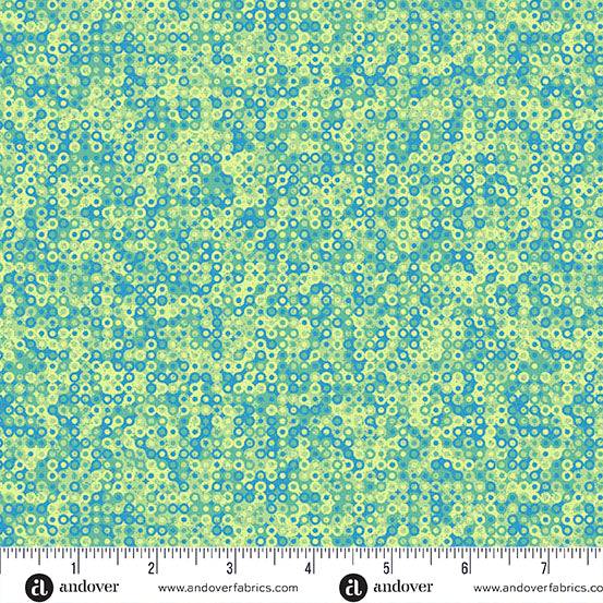 Fairy Rings Cymbidium