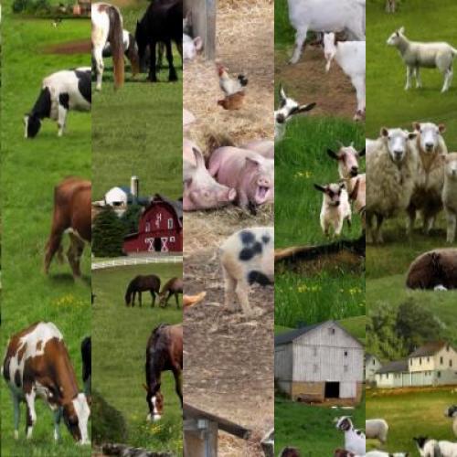 Farm Animals