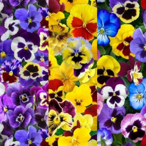 Lovely Pansies
