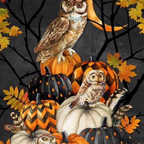 Night Owl